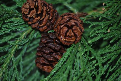 Sequoiadendron giganteum - sekvojovec obrovský - samičí šištice - zralé